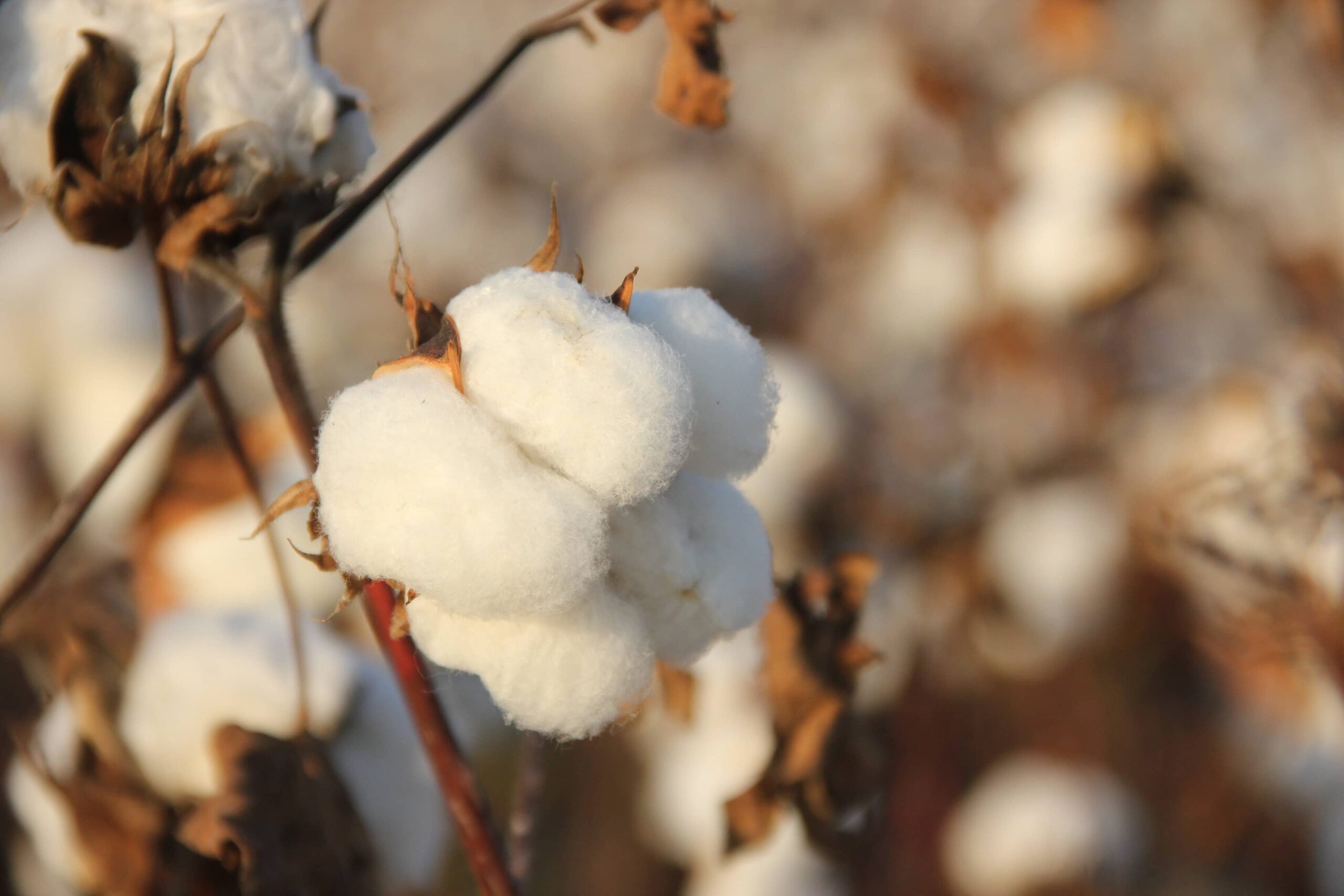 El cultivo del algodón en Argentina: pasado, presente y perspectivas