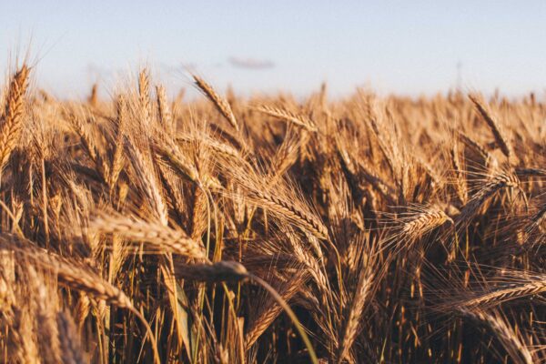 Los cereales más cultivados en Argentina y sus diversas aplicaciones Los cereales más cultivados en Argentina y sus diversas aplicaciones