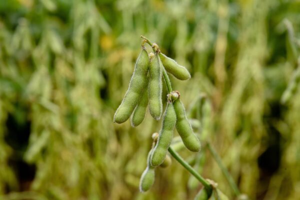 Los usos más comunes de las oleaginosas cultivadas en Argentina Los usos más comunes de las oleaginosas cultivadas en Argentina