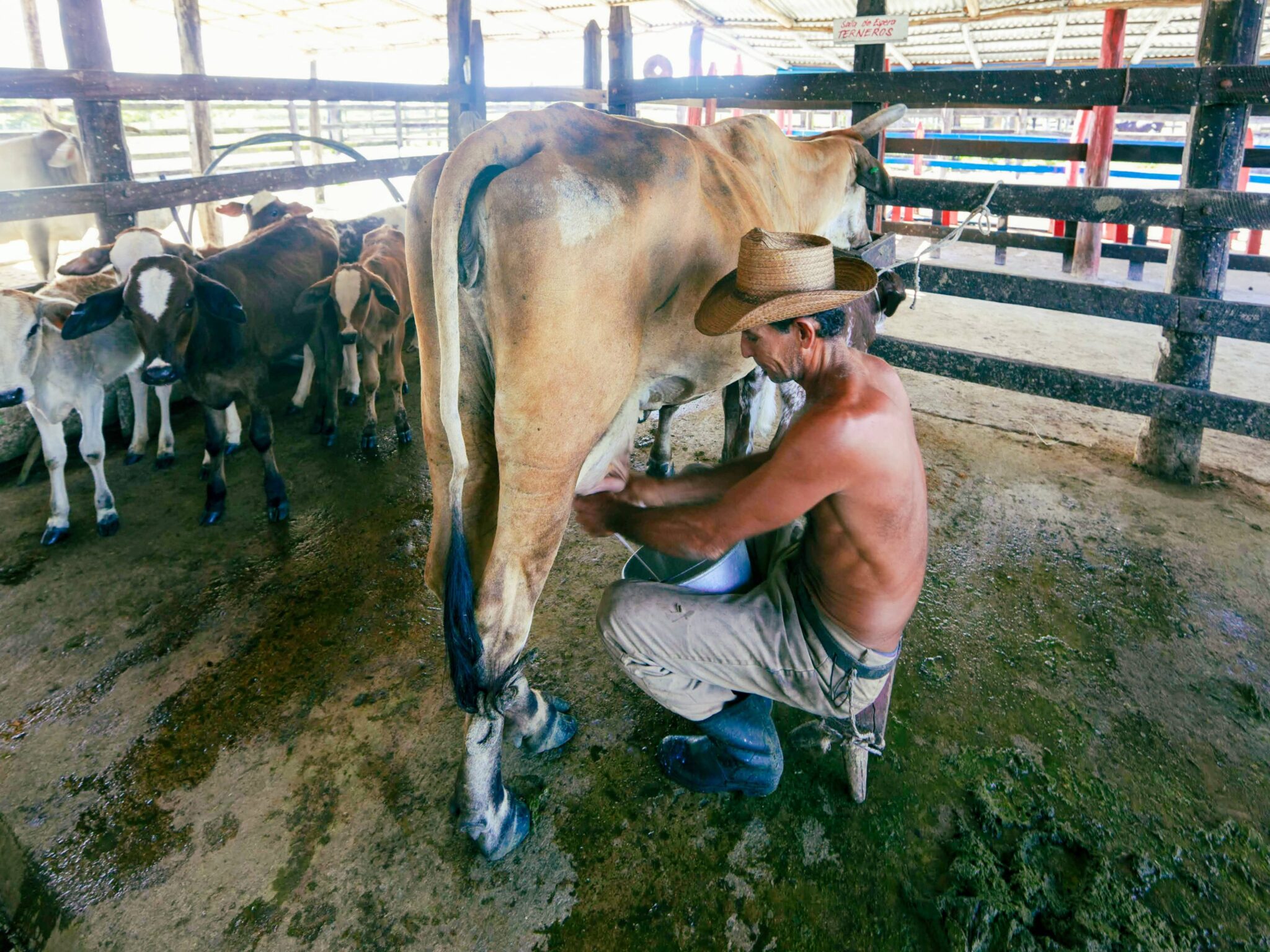 Las Razas Bovinas De Leche De Argentina Una Exploración De Sus áreas De Producción 