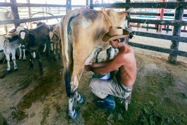 Las razas bovinas de leche de Argentina: una exploración de sus áreas de producción Las razas bovinas de leche de Argentina: una exploración de sus áreas de producción