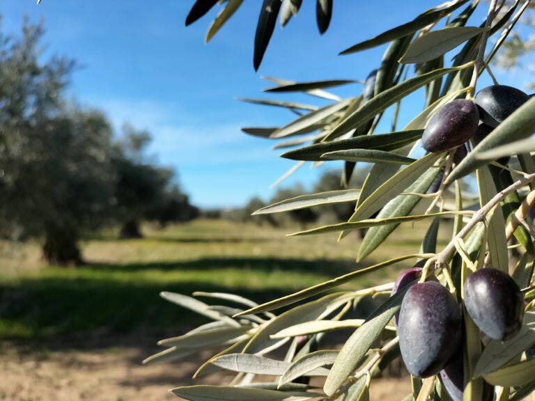 El cultivo de olivos en Argentina: un sector en expansión
