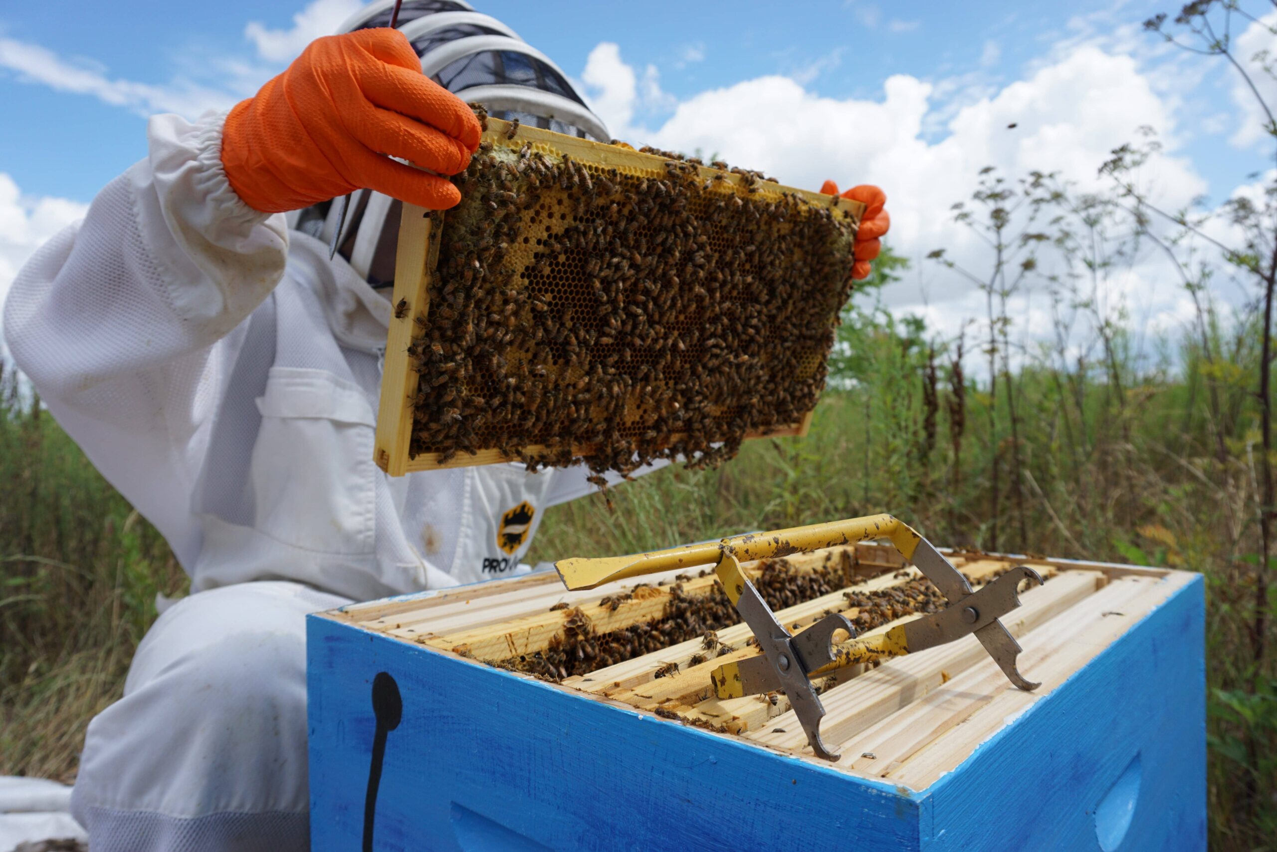 La apicultura en Argentina: una exploración histórica, de especies y de producción