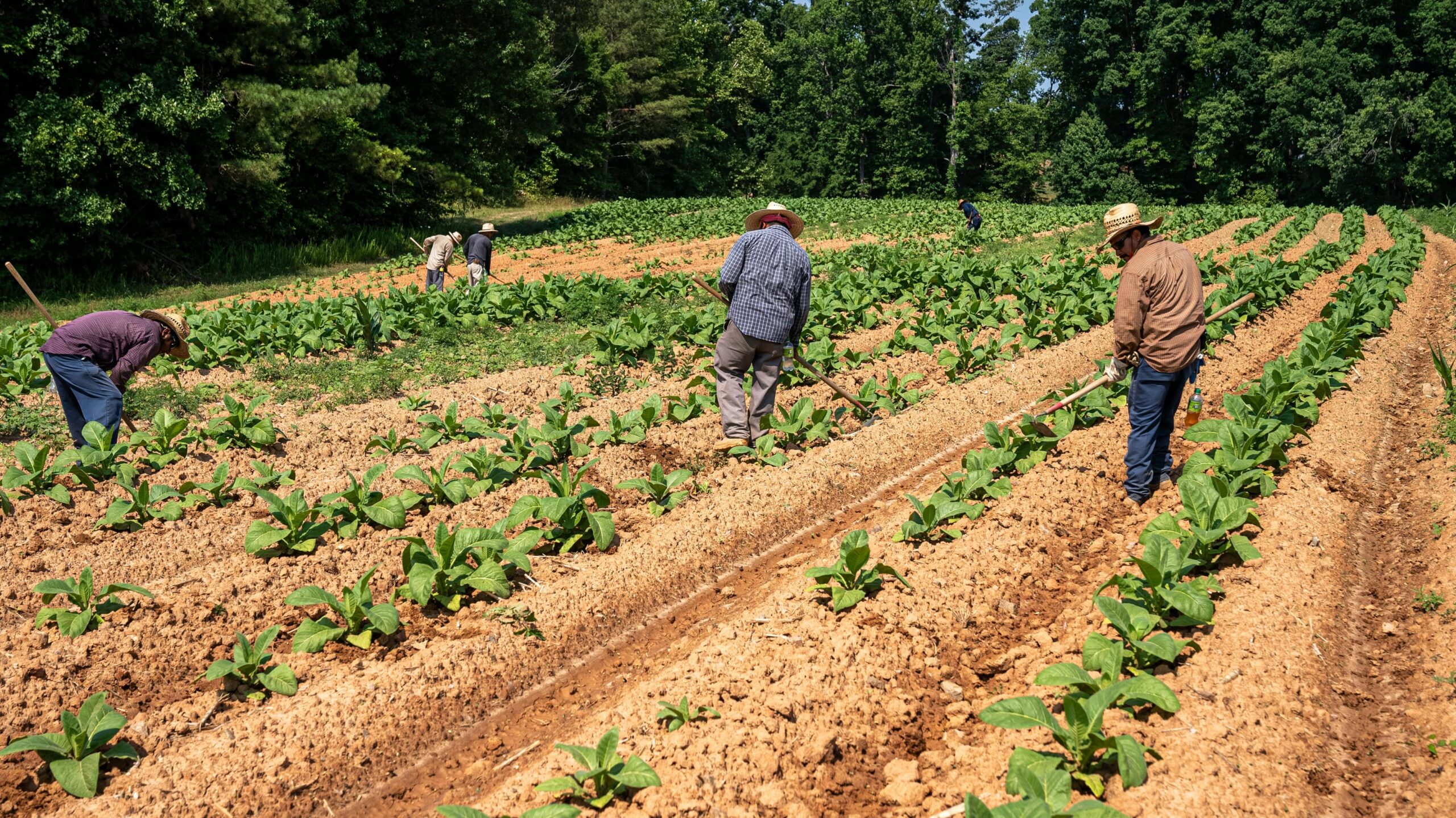 Un análisis de los efectos y posibilidades de las políticas agrícolas en Argentina