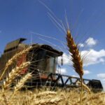 Sube con fuerza el mercado internacional, lo que impulsa al alza las cotizaciones del trigo y el maíz nacional Sube con fuerza el mercado internacional, lo que impulsa al alza las cotizaciones del trigo y el maíz nacional