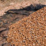Denuncian tres interceptaciones en España solo en abril con aflatoxinas en almendras importadas de EE. UU. y con peligro para la salud