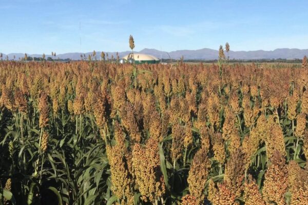 Para el sorgo, la crisis de la chicharrita del maíz es una oportunidad: crece el interés de los productores Para el sorgo, la crisis de la chicharrita del maíz es una oportunidad: crece el interés de los productores