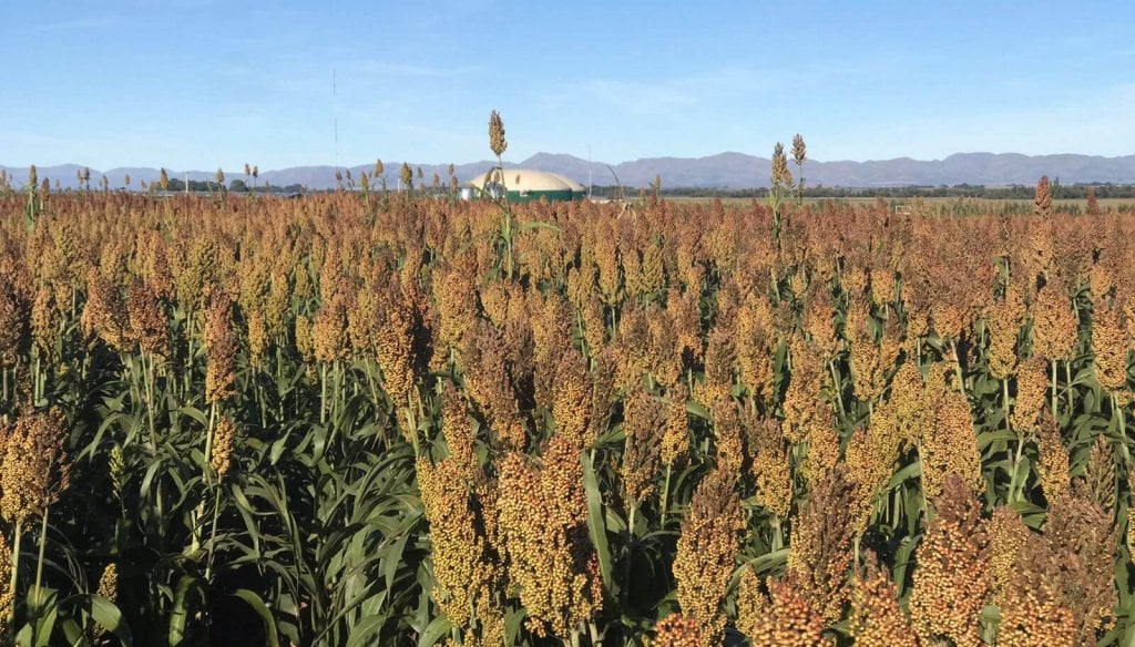 Para el sorgo, la crisis de la chicharrita del maíz es una oportunidad: crece el interés de los productores
