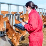 Un estudio acusa a la Comisión Europea de discriminar económicamente a las mujeres agricultoras y ganaderas en las ayudas