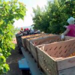 Heladas y pedrisco rebajan las buenas previsiones para la campaña de fruta de verano, que quedará en una producción media