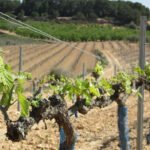 El Gobierno da continuidad a la petición de cambios en la DO Cava para hacer frente a las consecuencias de la sequía