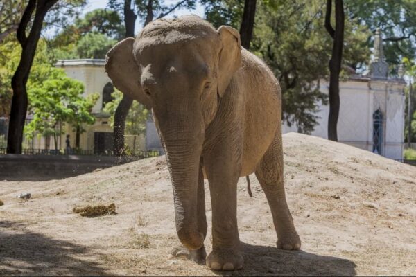 La increíble historia de Mario, el transportista del agro que también traslada elefantes y tigres por el mundo