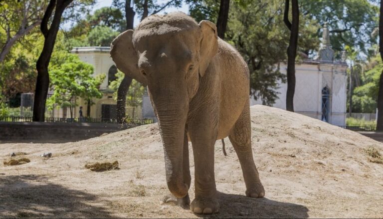 La increíble historia de Mario, el transportista del agro que también traslada elefantes y tigres por el mundo