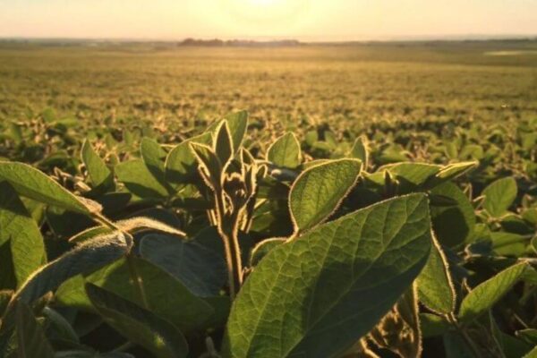 Gracias a dos empresas argentinas, la soja destinada a biodiésel en Brasil tendrá trazabilidad