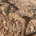 Insisten en pedir ayudas urgentes a los viticultores valencianos tras sufrir las primeras heladas en la uva Insisten en pedir ayudas urgentes a los viticultores valencianos tras sufrir las primeras heladas en la uva