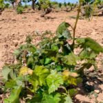 Las primeras heladas ya están causando daños en 18.000 hectáreas de vid en Rueda, Rioja y Ribera del Duero Las primeras heladas ya están causando daños en 18.000 hectáreas de vid en Rueda, Rioja y Ribera del Duero