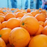 Los operadores comerciales mantienen sus precios de naranja pero se los bajan a los agricultores hasta un 40% desde enero Los operadores comerciales mantienen sus precios de naranja pero se los bajan a los agricultores hasta un 40% desde enero