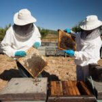 Advierten de que Agricultura pretende dejar de subvencionar la alimentación suplementaria de las abejas con un sobrecoste anual de 10.000€ por explotación Advierten de que Agricultura pretende dejar de subvencionar la alimentación suplementaria de las abejas con un sobrecoste anual de 10.000€ por explotación