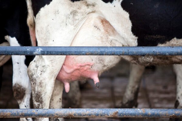 Lechería: los tambos más chicos son los que más sienten el derrumbe productivo