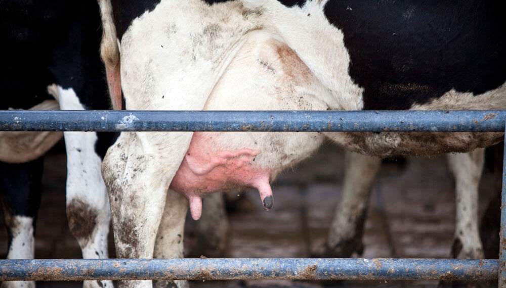 Lechería: los tambos más chicos son los que más sienten el derrumbe productivo