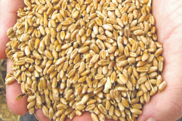 Antes de sembrar, analizar: “sintonía fina” para determinar el poder germinativo de la semilla de trigo