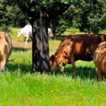 La UE aplica ya la flexibilización de las normas ambientales de la PAC a las obligaciones de reconvertir tierras en pastos permanentes La UE aplica ya la flexibilización de las normas ambientales de la PAC a las obligaciones de reconvertir tierras en pastos permanentes