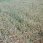 Beneficios del acuerdo con el Gobierno: UPA CyL califica de muy importante la reducción fiscal para agricultores y ganaderos de la región