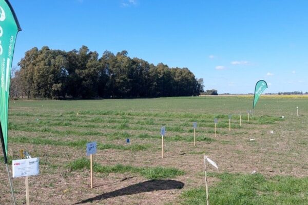 Trigo: la campaña fina llega con un nuevo herbicida para controlar ryegrass