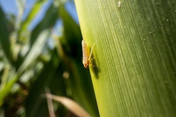 Chicharrita del maíz: el Comité de Crisis del Gobierno define las primeras acciones contra la plaga