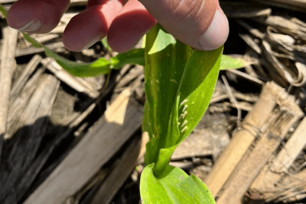 Chicharrita del maíz: aprueban los primeros insecticidas que podrían frenar la plaga Chicharrita del maíz: aprueban los primeros insecticidas que podrían frenar la plaga