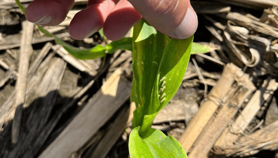 Chicharrita del maíz: aprueban los primeros insecticidas que podrían frenar la plaga