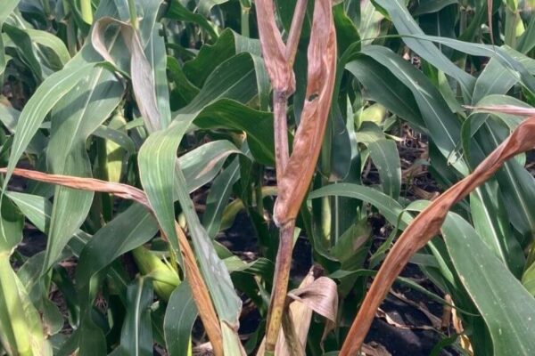 Nada frena a la chicharrita del maíz: el invierno no sería tan frío como se necesitaría para eliminarla Nada frena a la chicharrita del maíz: el invierno no sería tan frío como se necesitaría para eliminarla