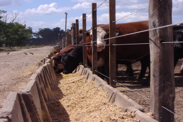 La Cámara Argentina de Feedlot renovó sus autoridades hasta 2025