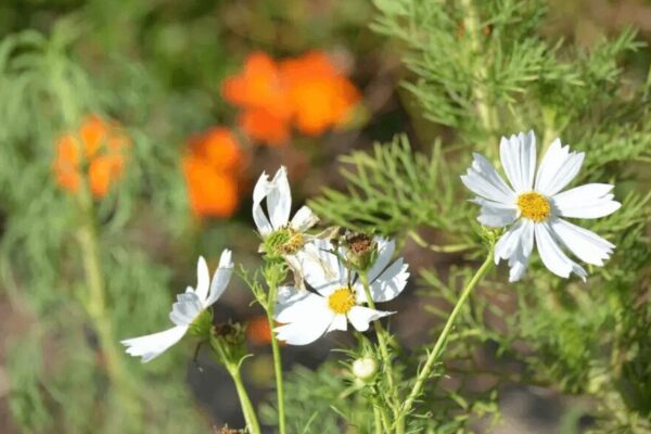 Huertas sustentables: “La Marta” enseña cómo plantar franjas de flores para evitar daños por plagas Huertas sustentables: “La Marta” enseña cómo plantar franjas de flores para evitar daños por plagas