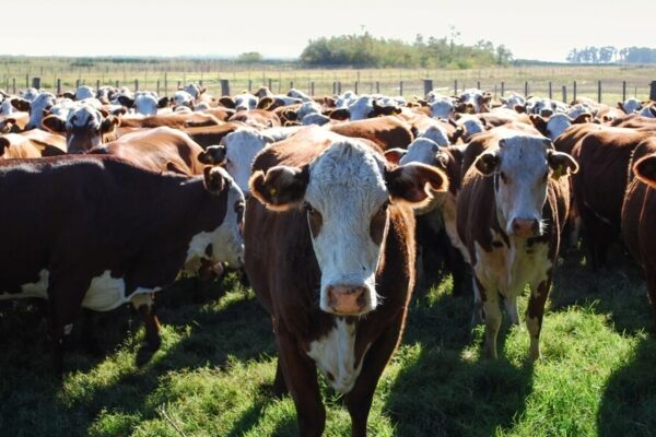 Tecnología para la producción bovina y ovina: cinco casos de éxito en el uso de ganadería digital Tecnología para la producción bovina y ovina: cinco casos de éxito en el uso de ganadería digital