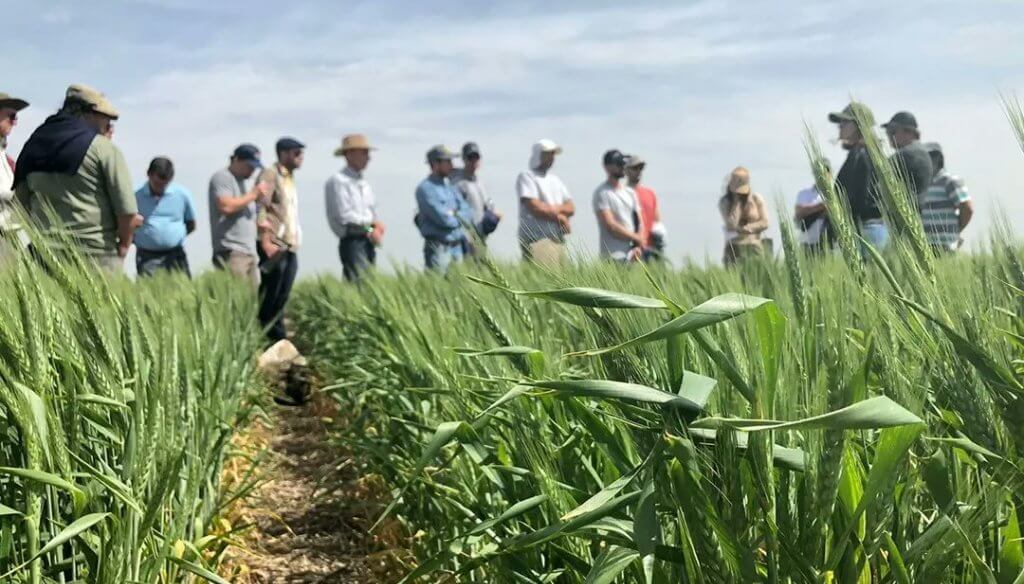 La mezcla “inteligente” de nutrientes y bioestimulantes, un combo que alimenta la sustentabilidad