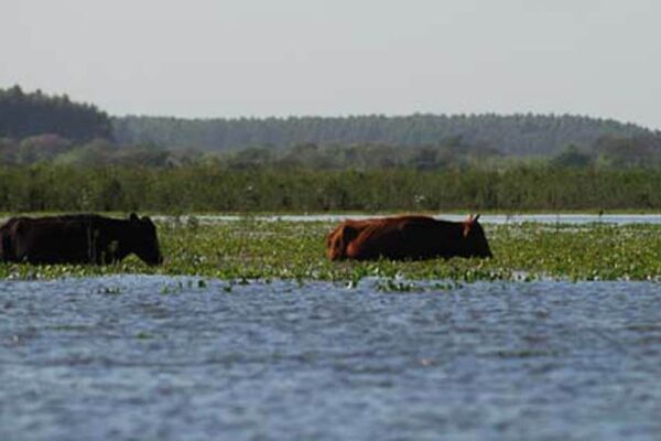 Ganaderos enojados: en las islas del Paraná también preocupan los impuestazos Ganaderos enojados: en las islas del Paraná también preocupan los impuestazos