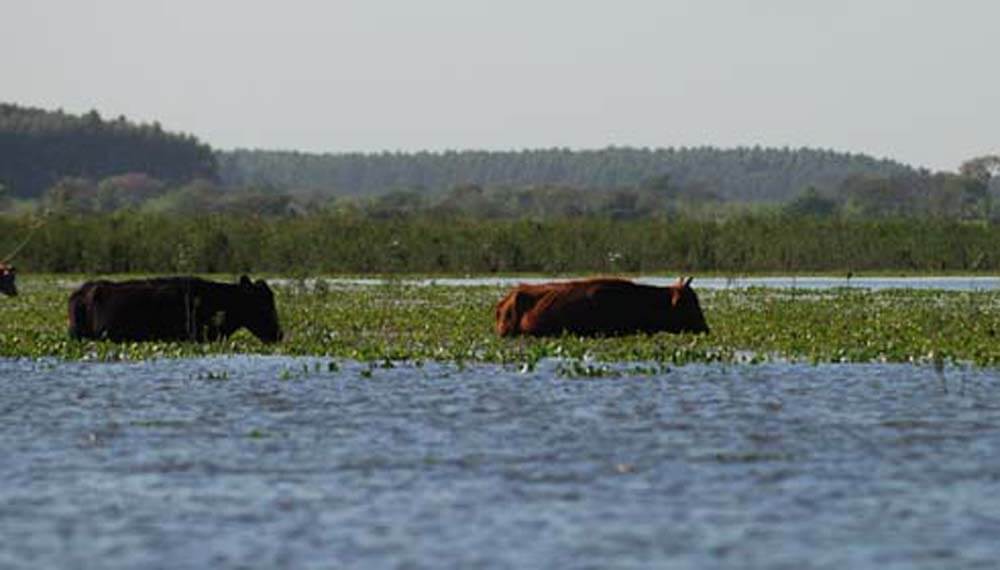 Ganaderos enojados: en las islas del Paraná también preocupan los impuestazos