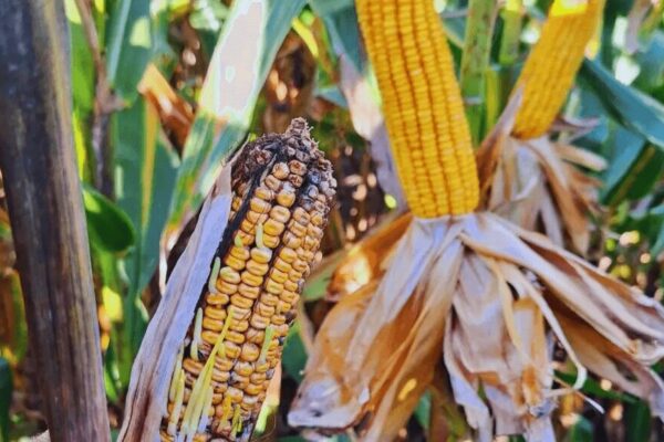 Por la chicharrita del maíz, el Gobierno le apunta a la próxima siembra: “Se coordinarán fechas y estrategias de manejo”