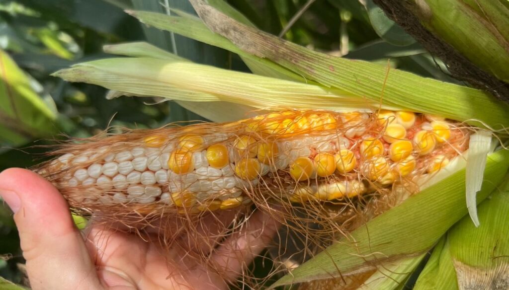 Chicharrita del maíz: Vilella viaja a Santa Fe para reunirse con productores y funcionarios provinciales