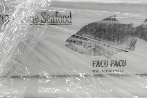 Producen pacú “rotándolo” con arroz y realizaron su primera exportación a Estados Unidos Producen pacú “rotándolo” con arroz y realizaron su primera exportación a Estados Unidos
