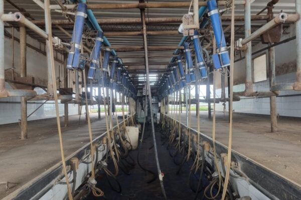 Crisis lechera: quedan menos de 10.000 tambos en Argentina, la cifra más baja en al menos 40 años Crisis lechera: quedan menos de 10.000 tambos en Argentina, la cifra más baja en al menos 40 años