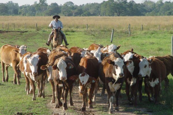 Ley Bases: Barbechando pidió cambios para que el trabajo agrario no quede afuera del tratamiento Ley Bases: Barbechando pidió cambios para que el trabajo agrario no quede afuera del tratamiento