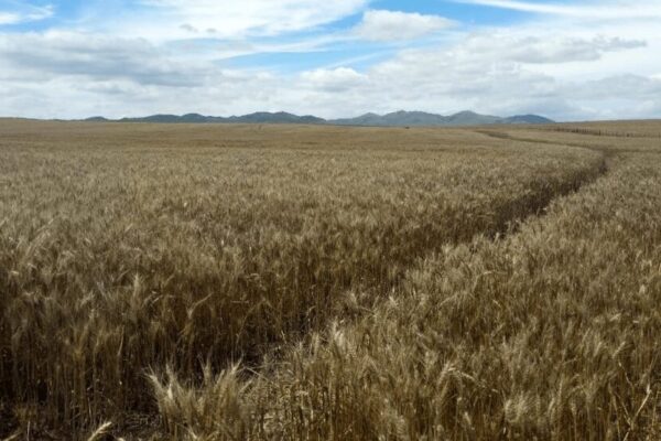 Para “gobernar” los rindes, el trigo necesita también un ajuste: una inversión en nutrición más eficiente Para “gobernar” los rindes, el trigo necesita también un ajuste: una inversión en nutrición más eficiente