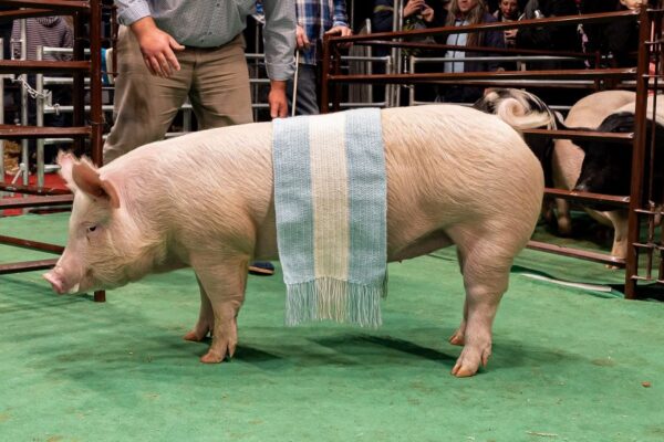 Tras un primer semestre para el olvido, el cerdo busca volver a la senda del crecimiento