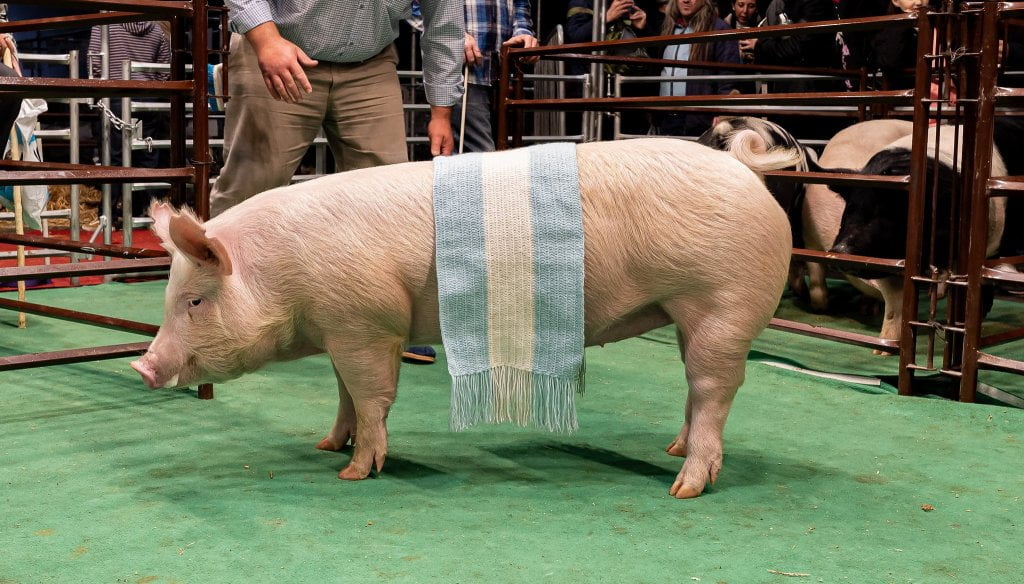 Tras un primer semestre para el olvido, el cerdo busca volver a la senda del crecimiento