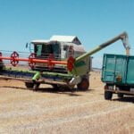 Sin cambios en los cereales de la lonja de León a la espera de la nueva campaña y subida del vacuno al repercutir ahora la crisis vivida en 2023