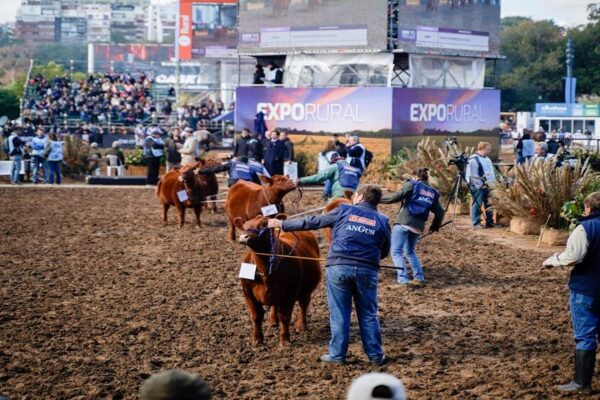 Con más de 1.000 animales, la genética bovina se prepara para jugar sus campeonatos en Palermo