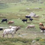 El sector propone mejoras para garantizar una actividad ganadera eficiente y sostenible en el Parque Nacional de la Sierra de Guadarrama