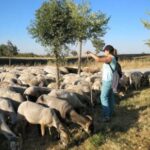 Europa y el Ministerio imponen un exceso regulatorio que está provocando en el sector ganadero una asfixia burocrática